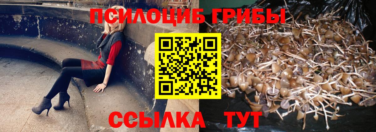Галлюциногенные грибы Psilocybe Городец