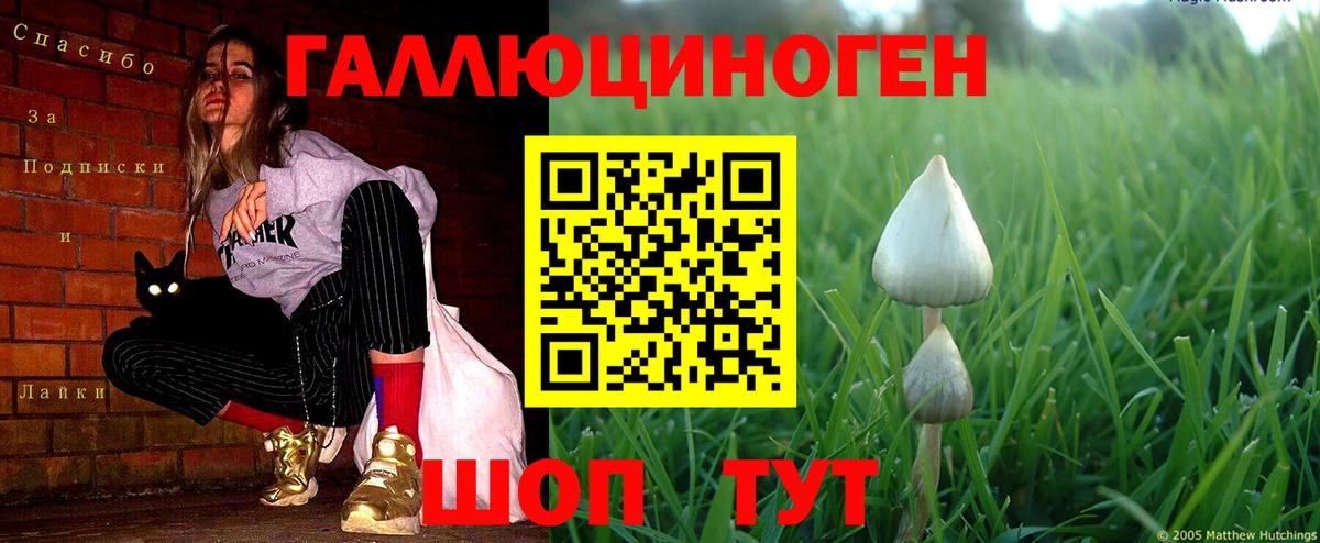 Псилоцибиновые грибы Psilocybe Городец